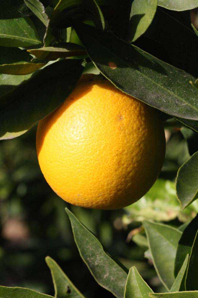              Fruit (Riverside, CA)       